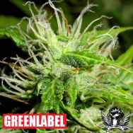 Green Label Seeds White Fruit